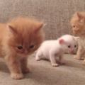 「媽媽我們可以有新弟弟嗎？」小橘貓兄弟央求貓媽媽收編路上撿來的1天大小白貓♥♥♥