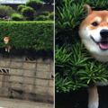 30張證明狗狗「永遠可以讓你笑到內傷」的爆笑事件照片。