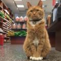 雜貨店老闆收養一隻貓咪，貓咪為老闆打工九年，成了真正的招財貓！