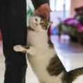 日本愛貓協會總結的養貓十誡，看完最後一條，眼淚就止不住了！