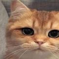 一隻天生自帶黑眼線、褐綠美瞳的橘貓，美得不可方物&推薦五種黏人的貓咪