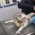 貓咪在醫院做手術，四肢被緊綁著，不停的呼天喊地！