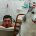 主人在泡澡，後來出去接個電話，回來氣得殺狗的心都有了！
