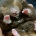 本該死了的倉鼠被吹風機救活，網友：我家倉鼠估計被活埋了