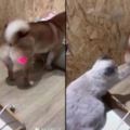 網友用激光筆惡搞柴犬，把激光照在了它的翹臀上，結果家裡的貓咪對著狗屁股就是一爪子！