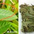 植物葫蘆茶有什麼作用和功效？葫蘆茶很優良的涼茶飲品，也用於很多的藥效對身體極為有益