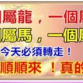 10月13日，一個屬龍，一個屬虎兔，一個屬馬，一個屬虎，今天必須轉走，財運順順來