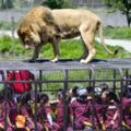 一聞到肉味就會跳上來…　超狂逆轉動物園體驗「人關籠被獅子看」
