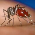 一杯糖水真的可以驅蚊嗎？科學家說可以試試