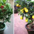 花盆也能種檸檬，花開多，結果多，這其中有小技巧