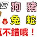 6月4日生肖運勢_狗、豬、羊大吉