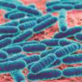 乳酸菌好處多多：5大乳酸菌種與功效報你知！