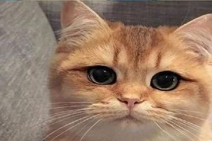 一隻天生自帶黑眼線、褐綠美瞳的橘貓，美得不可方物&推薦五種黏人的貓咪