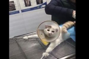貓咪在醫院做手術，四肢被緊綁著，不停的呼天喊地！