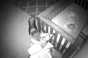 媽媽發現狗狗半夜「偷溜進嬰兒房」　看到畫面驚：還好當初沒把牠送走