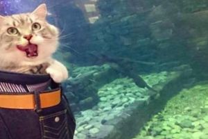 主人帶貓咪外出遊玩，一到海洋館，貓咪的表情瞬間亮了！