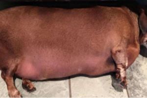 還記得這隻｢圓滾滾的臘腸犬｣嗎？牠曾一度因過胖成為網紅！現在救援人員幫牠減肥後的模樣，帥呆拉！