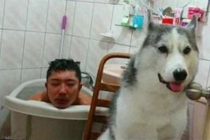 主人在泡澡，後來出去接個電話，回來氣得殺狗的心都有了！