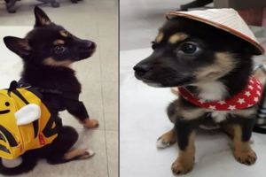 5個月小狗成韓國最大日化公司正式員工，怎麼混進去的？