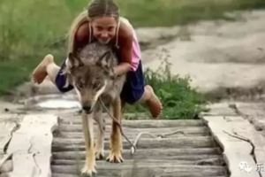 多年前小女孩救了一隻即將餓死的狼，幾年後風雲突變！