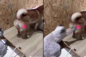 網友用激光筆惡搞柴犬，把激光照在了它的翹臀上，結果家裡的貓咪對著狗屁股就是一爪子！