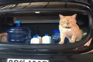 貓咪偷偷跳進汽車後備箱，想要去旅行，被發現後滿臉尷尬！