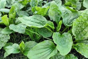 這種叫做「豬耳朵」的野草，到底有多好？此藥治療急性黃疽型肝炎(即甲型肝炎)
