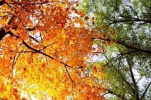 立秋養生多喝豆粥，紅豆健脾利濕、黑豆降膽固醇，黃豆對抗更年期