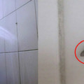 驚！你家浴室也常看見這種飛蟲嗎？那你就要注意了，教你 4招徹底消滅...