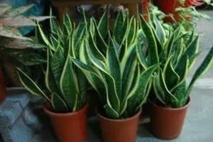 家裡養這些植物，有極強的吸收有毒氣體的功能，是綠色凈化器，讓你至少再多活10年！