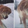 雙眼全盲15歲狗狗「跟主人的聲音玩雪」，狗狗露出超燦爛的笑容讓人被暖到融化！