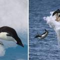 企鵝原來「心機超重」，趁不注意「踢發呆同伴下水」！「你先請」理由超自私！