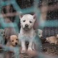 韓國人本來要把這149隻狗狗做成「補身湯」，但農場主人的一通電話改寫了牠們的命運！