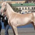這匹就是「全世界公認最美麗的馬」，當專家好奇檢查毛髮…大家終於知道真相了！