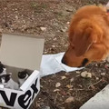 黃金獵犬外出散步發現一個紙盒，主人一打開...結局暖到爆！