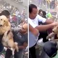 恐怖地震發生後救援人員沒有無視狗狗的生命，大家合力把牠救出來後現場響起鼓掌聲！