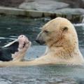 你以為看到的是北極熊與母牛共浴還給牠愛的親親？真相浮出水面那一刻網友的臉都嚇歪了！