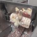 【影片】不能生蛋的小公雞「出生5分鐘就被推入絞碎機」，前一秒一臉呆萌…下一幕馬上變成碎肉。