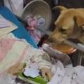 【視頻】 這個七旬老阿嬤讓大家都覺得「養小孩不如養狗」，她住院後就只有一隻土狗陪伴在身邊…