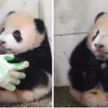 熊貓寶寶太調皮「被抱到牆角罰坐」，飼育員一回頭「變呆萌芝麻湯圓」瞬間萌爆小心臟！