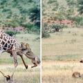【視頻】他在非洲目擊「長頸鹿被兩隻獅子獵殺」的過程，苦戰一番後他拍下的照片讓網友不忍直視！  