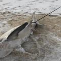 數隻「鯊魚冰塊」被沖上岸！保育團體花4小時在沙灘上撿遺骸…