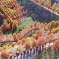 秋冬限定美景！空拍台中神秘莊園「落羽松秘境」爆紅　整片山頭都染紅…民眾驚嘆：想朝聖