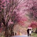 武陵農場2月櫻花季開跑「紅粉佳人」打頭陣　日限6千人觀賞…1/19開訂賞櫻專車