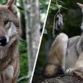 比利時睽違近1世紀再度發現瀕臨絕種「歐亞狼」！1979年後就被列為「歐洲自然遺產」保育團體欣喜若狂！