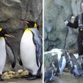 我們都搞錯了！天氣太冷動物園館長強制「帝王企鵝待在室內」不准出去，不然太危險
