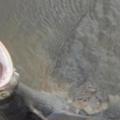 【影片】嚇尿！　漁夫跟鱷魚超近距離「眼神對視」　愣住一秒：看見人生跑馬燈