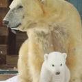 「馬麻這是哪～」　英國25年來產下首隻小北極熊　初次見客害羞「躲媽媽身下」可愛哭