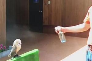 日本飼育員朝小貓頭鷹噴水幫助牠降溫，結果牠的「激萌反應」讓大家都超慶幸自己有看到這段畫面啊！