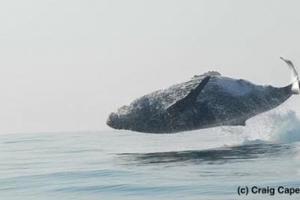 40噸的座頭鯨「以為自己是海豚」跳出海面，接下來的奇景讓大家的驚呼都停不下來！